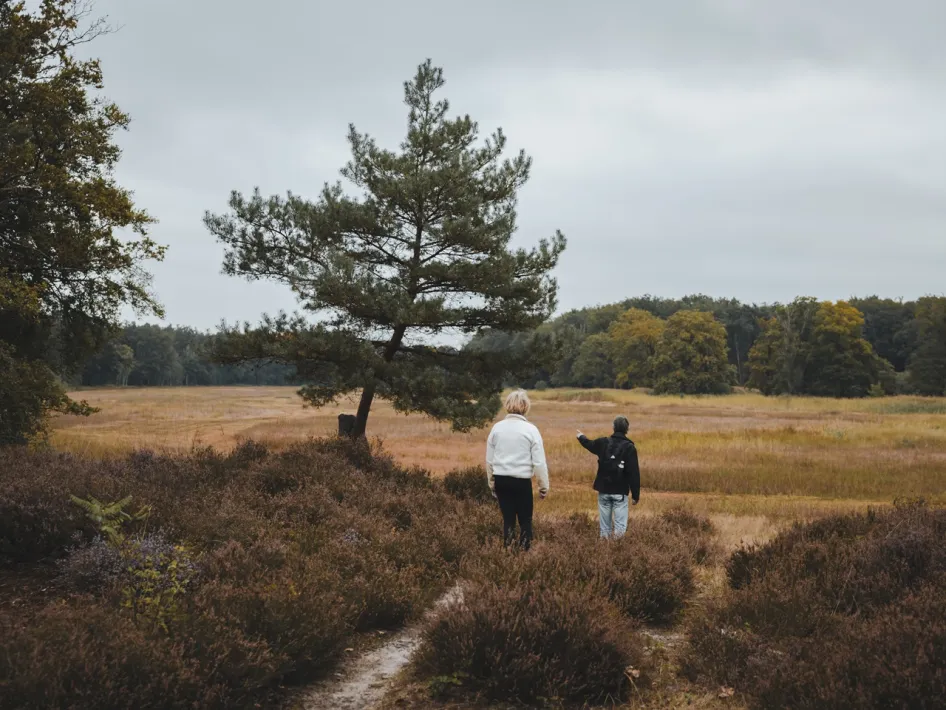 Twee wandelaars lopen over een smal zandpad tussen de heide in Weerterbos, met een grote den en uitgestrekte graslanden op de achtergrond.