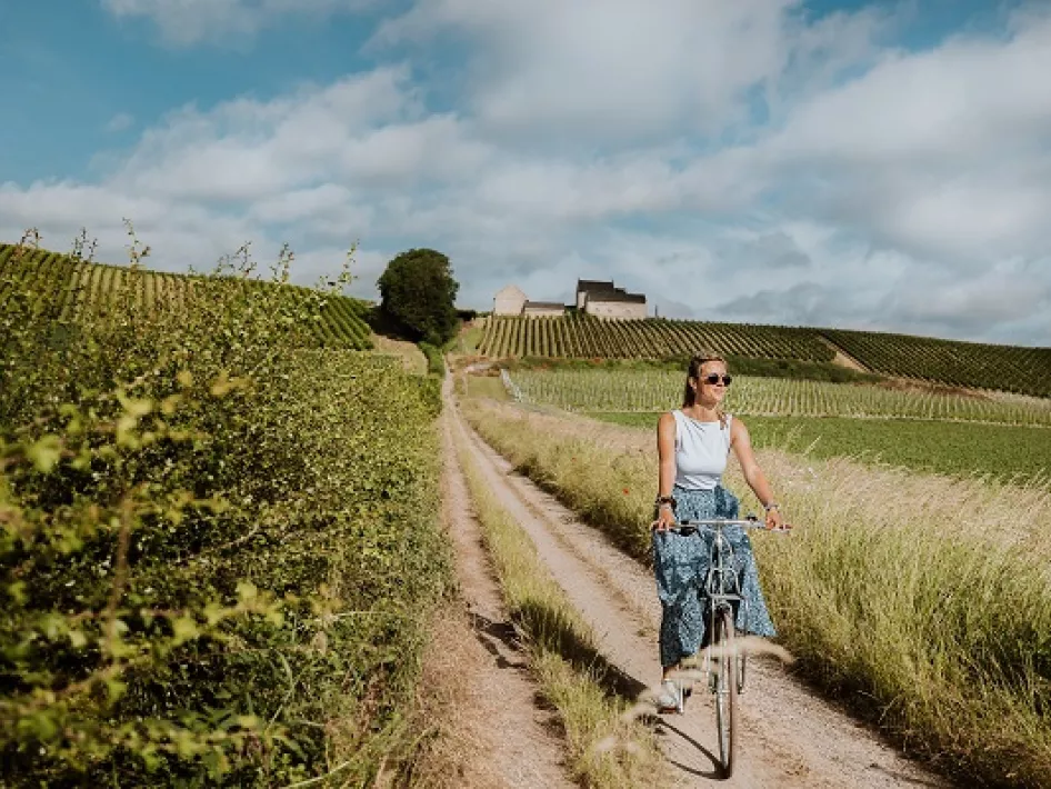 Wijnfietsroute Maasland - fietsen langs de wijngaarden