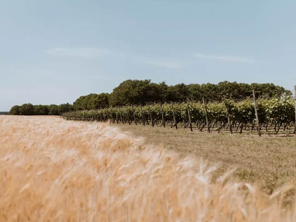 Wijnfietsroute Maasland - wijngaarden