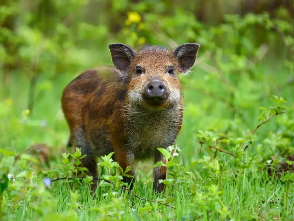 Wild boar