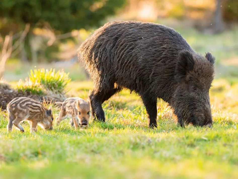 Wild boar with cubs