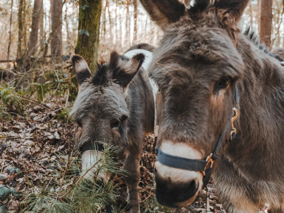 Twee ezels Isaak en Jacob tijdens een ezelwandeling in het bos bij Zorgboerderij Rondmeer