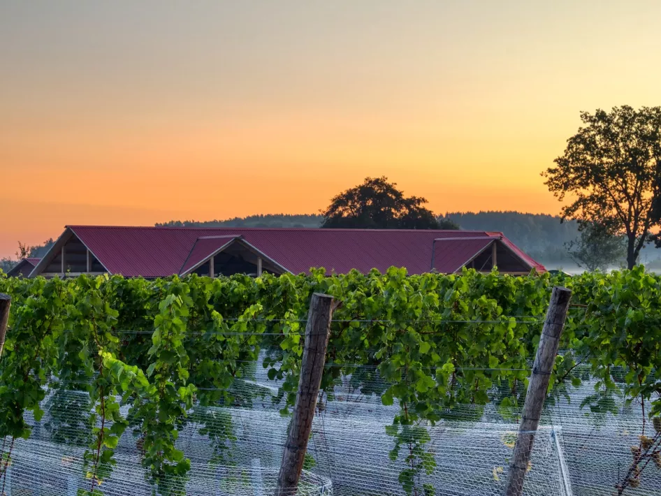 Pflege Weingut Vinea Cura