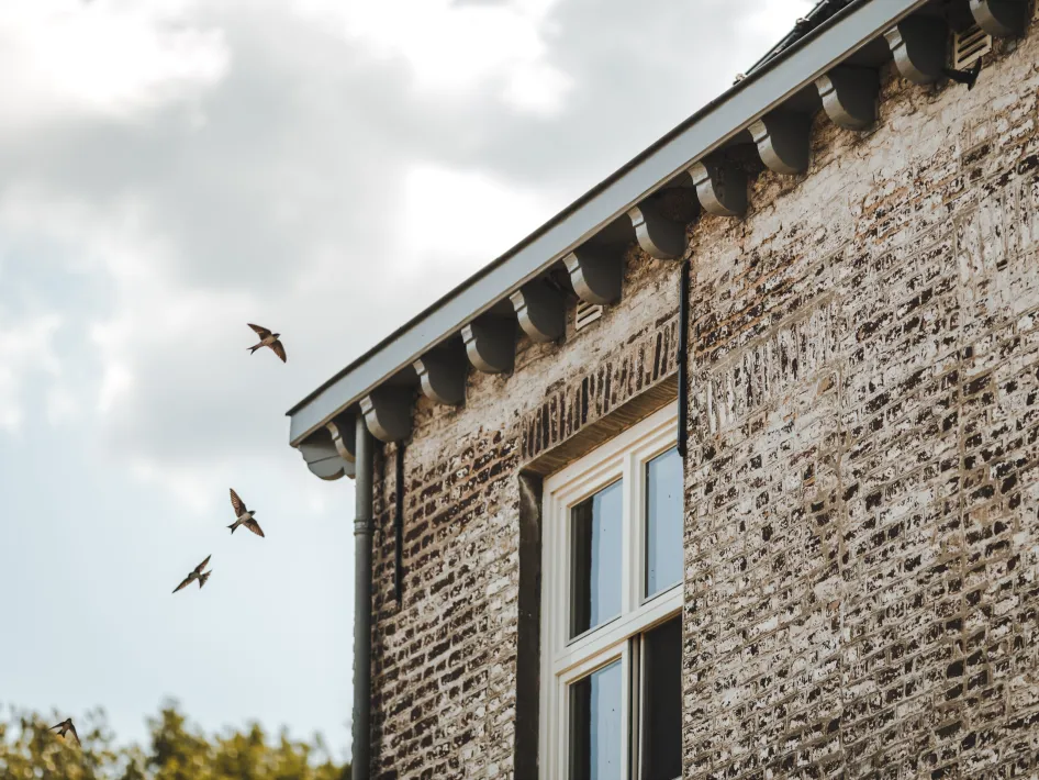 Eine Gruppe Schwalben fliegt an der Fassade eines alten Ziegelgebäudes mit weißem Fensterrahmen und einer Dachrinne mit Holzverzierungen vorbei, unter einem teilweise bewölkten Himmel.