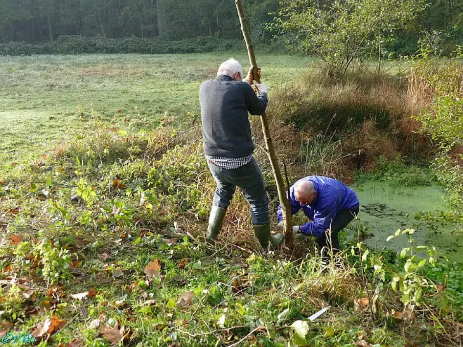 Twee vrijwilligers verwijderen een jonge boom langs de poel in Leudal tijdens de natuurwerkdag in het najaar, om de leefomgeving van amfibieën open te houden.