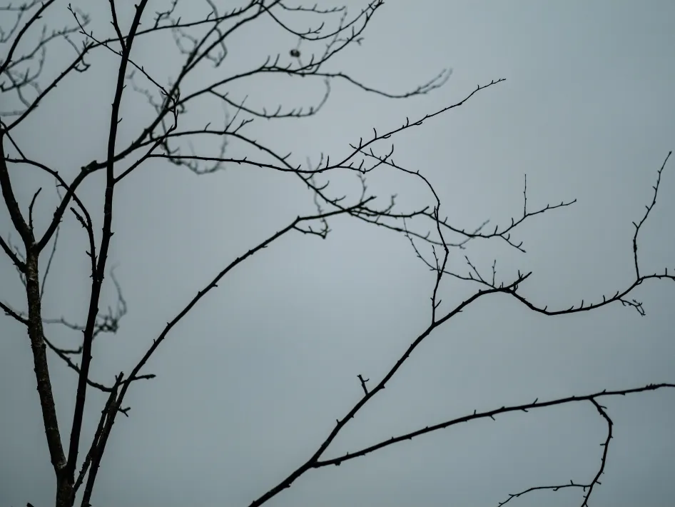 Foto van een boom die je tegenkomt bij fietstocht langs monumentale bomen
