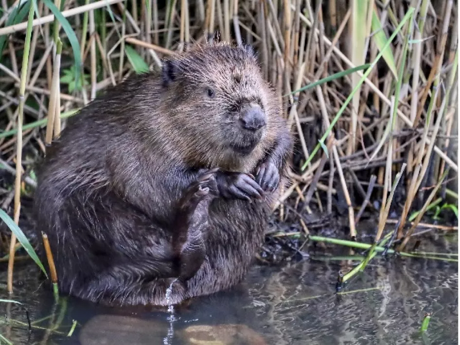 Beavers and more