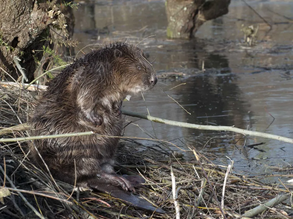 Bevers spotten aan de waterkant in het Leudal, een bever zit op de oever tussen takken en kijkt richting het water.