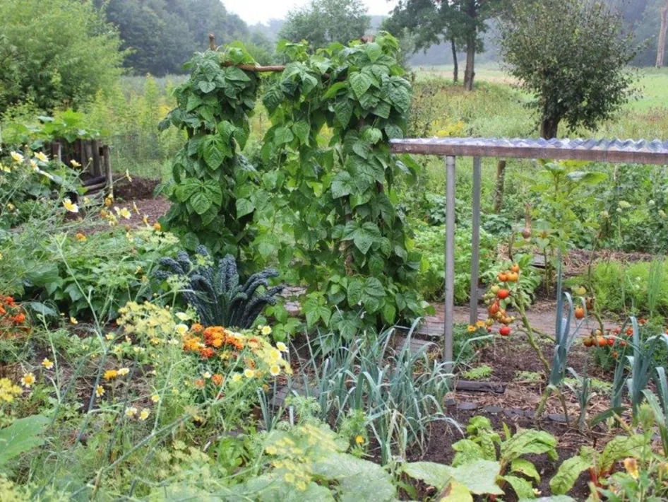 Moestuin vol groene planten en bloemen tijdens de opendag van de ecologische Samentuin in Haelen.