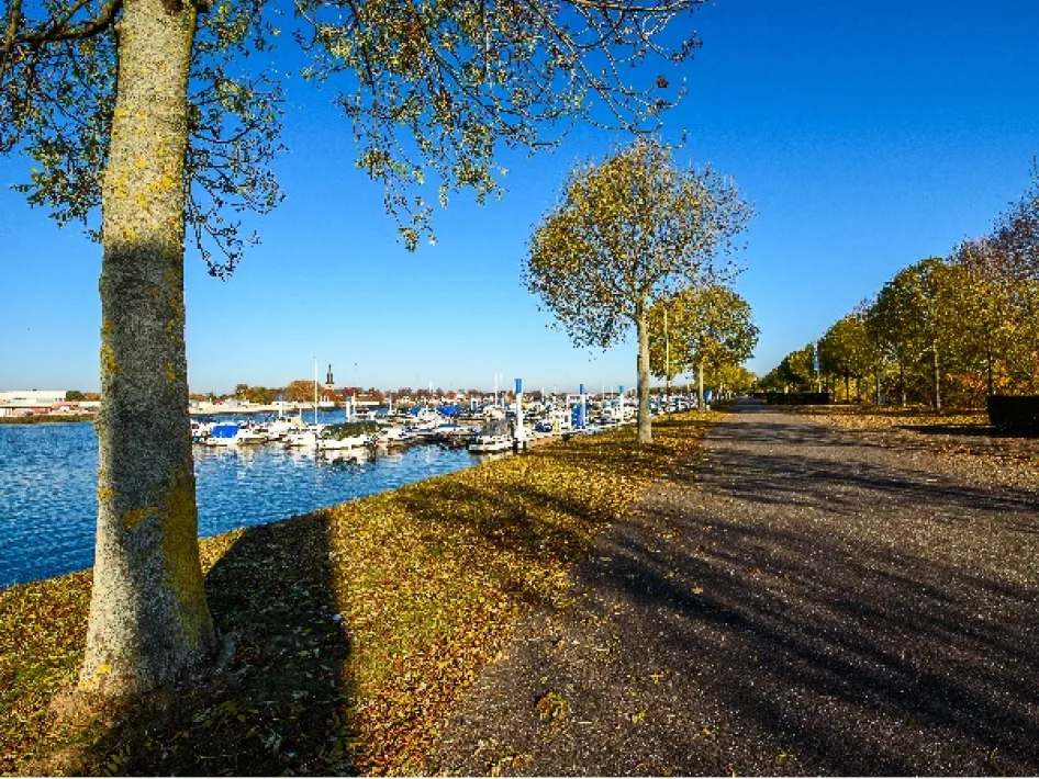 Natuur bij de Maasplassen tijdens de wandelroute