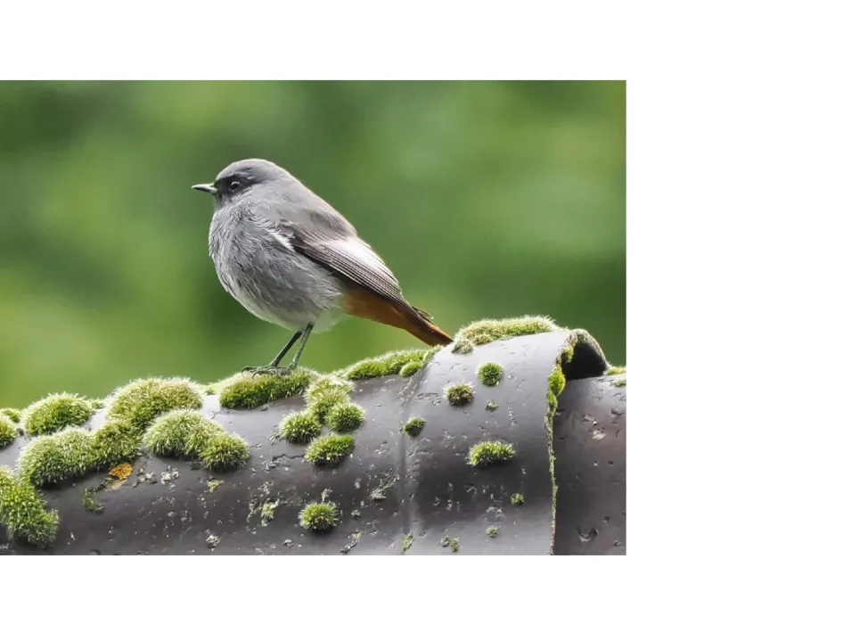 foto van een vogel die tijdens excursie 'broedvogels op de meinweg' te zien is
