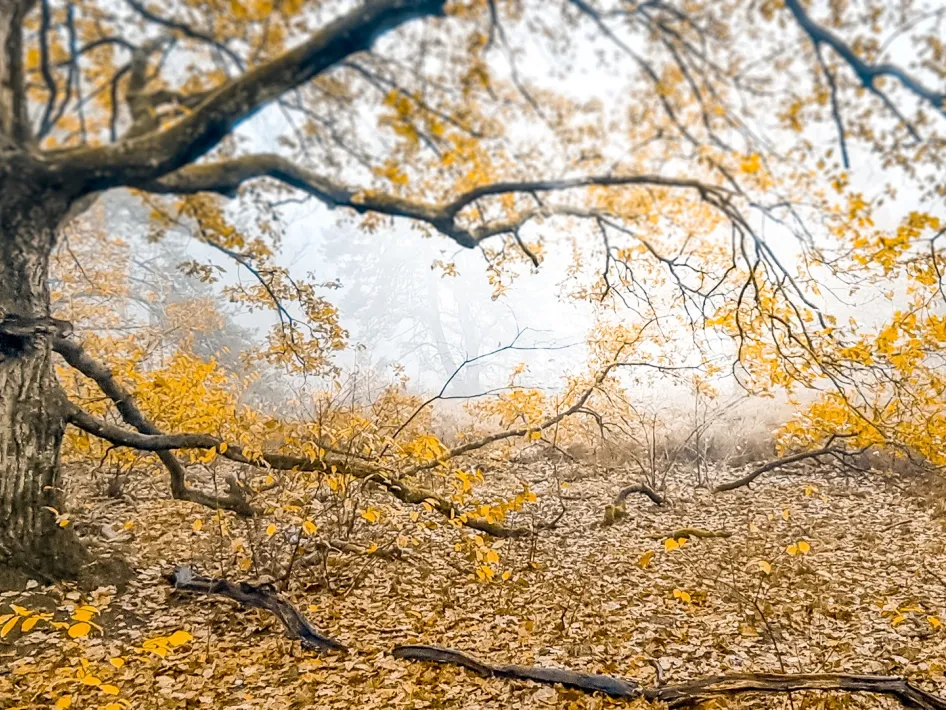 Bosrijk herfstlandschap in het Leudal tijdens de doorstapwandeling Leudal