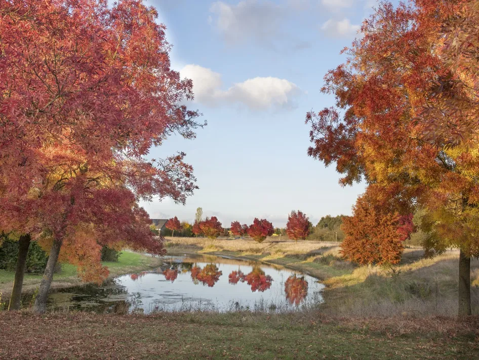 Eine idyllische Herbstlandschaft mit bunten Bäumen rund um einen kleinen Teich, mit blauem Himmel und roten Blättern.