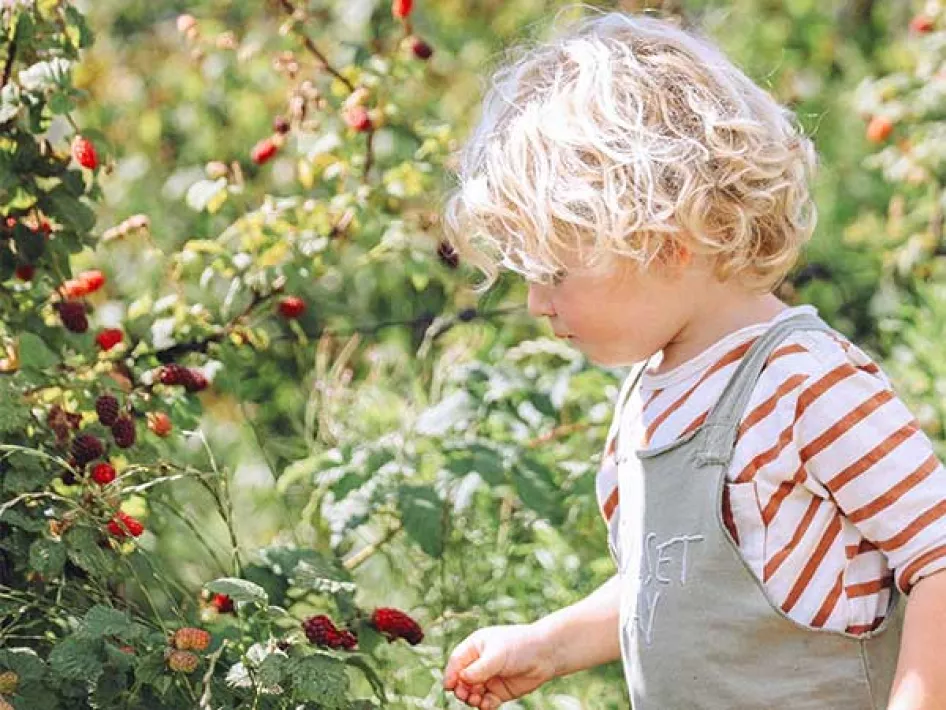 Fruit plukken Grashoek
