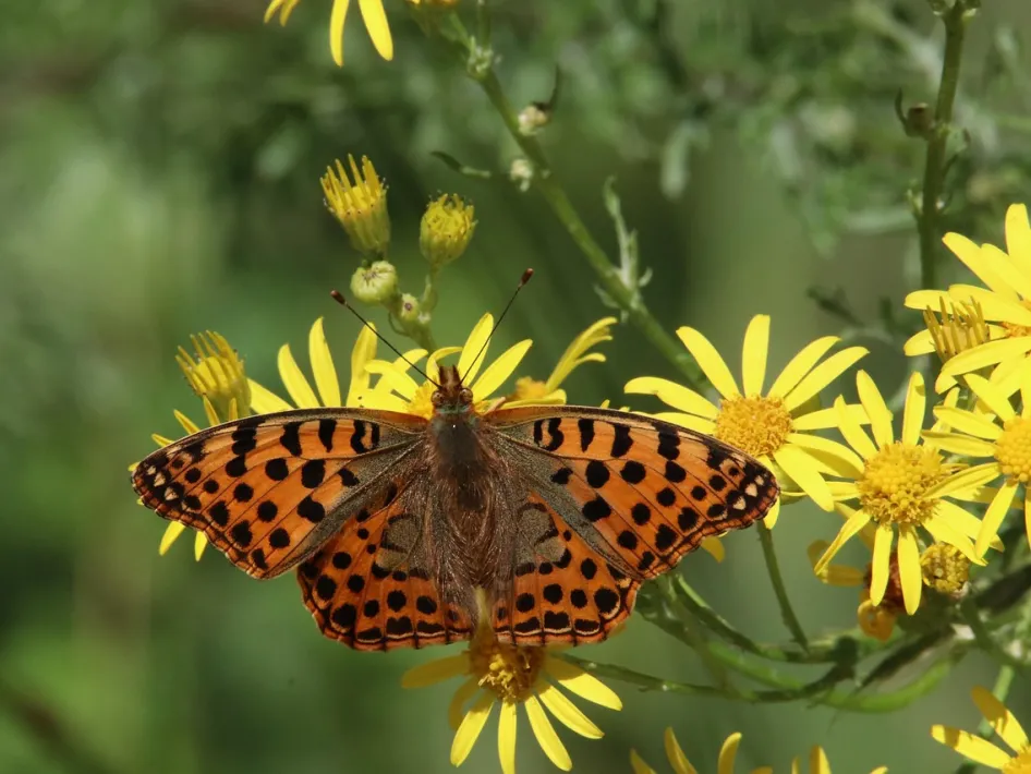 Vlinder op bloeiende planten tijdens lezing over stikstof en biodiversiteit