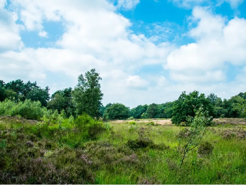 De Meinweg - Luzenkamproute: Ontdek de Melickerheide en haar Bewoners