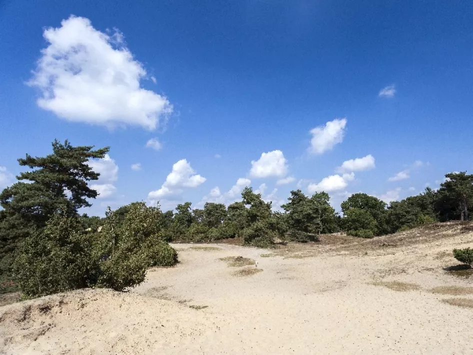 De Meinweg - Luzenkamproute: Ontdek de Melickerheide en haar Bewoners
