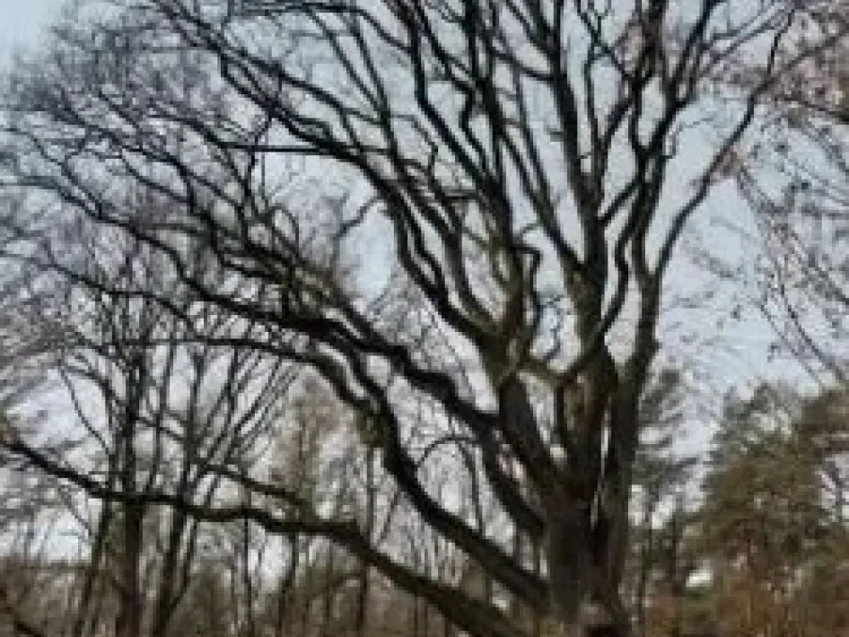 Grote kale boom met kronkelende takken in een bos, gezien tijdens een fietstocht door een rustig natuurgebied.