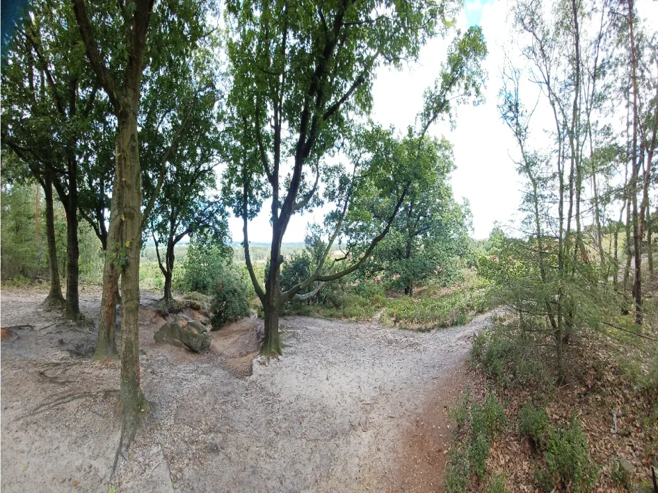 een foto van een stuk bos natuurwandelingen in en rondom omgeving venray