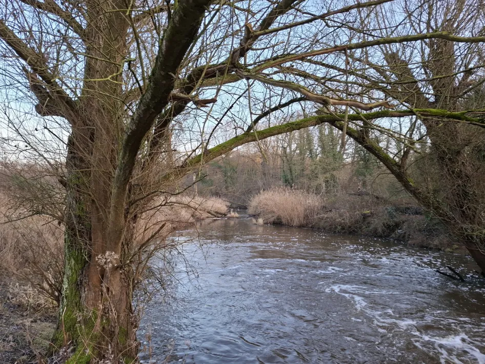 Slingerend water van de Leubeek in het Leudal, met overhangende takken en winterse begroeiing langs de oever.