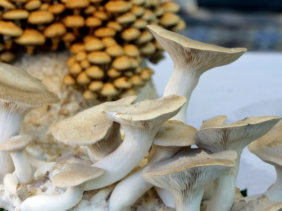 Close-up van verschillende paddenstoelen met brede hoeden en witte stelen, met op de achtergrond kleine bruine paddenstoelen.