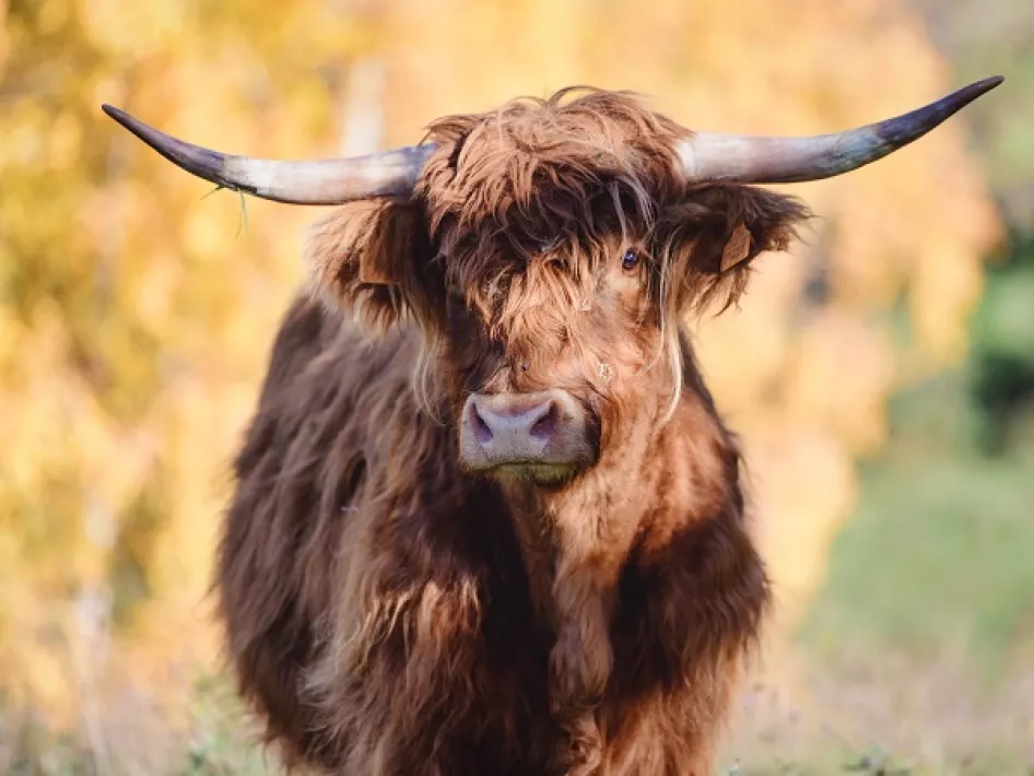 Schottischer Highlander