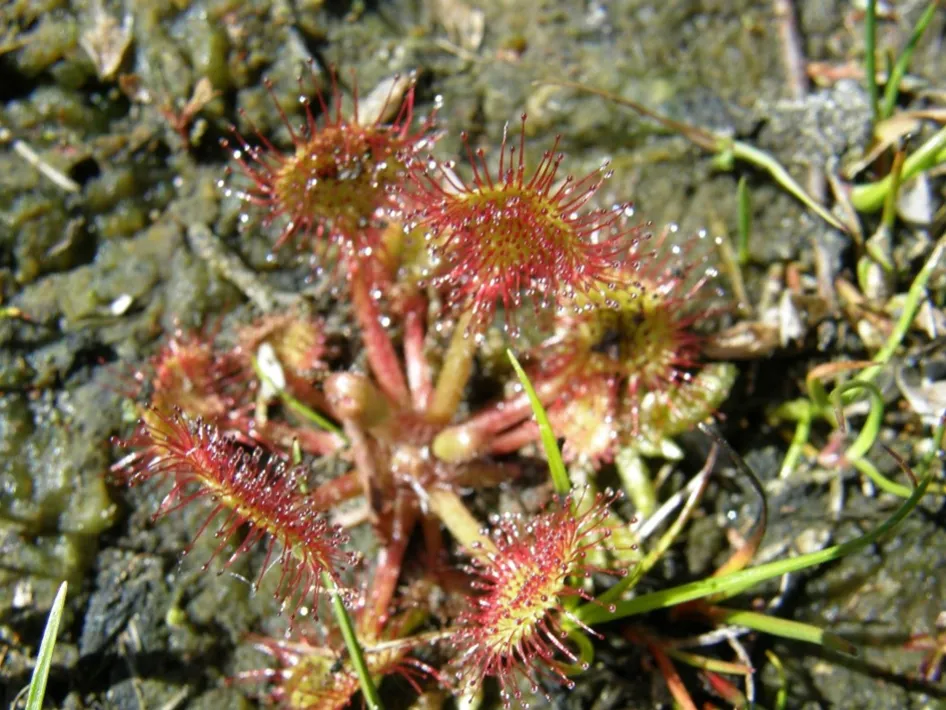 Lezing Slimme planten