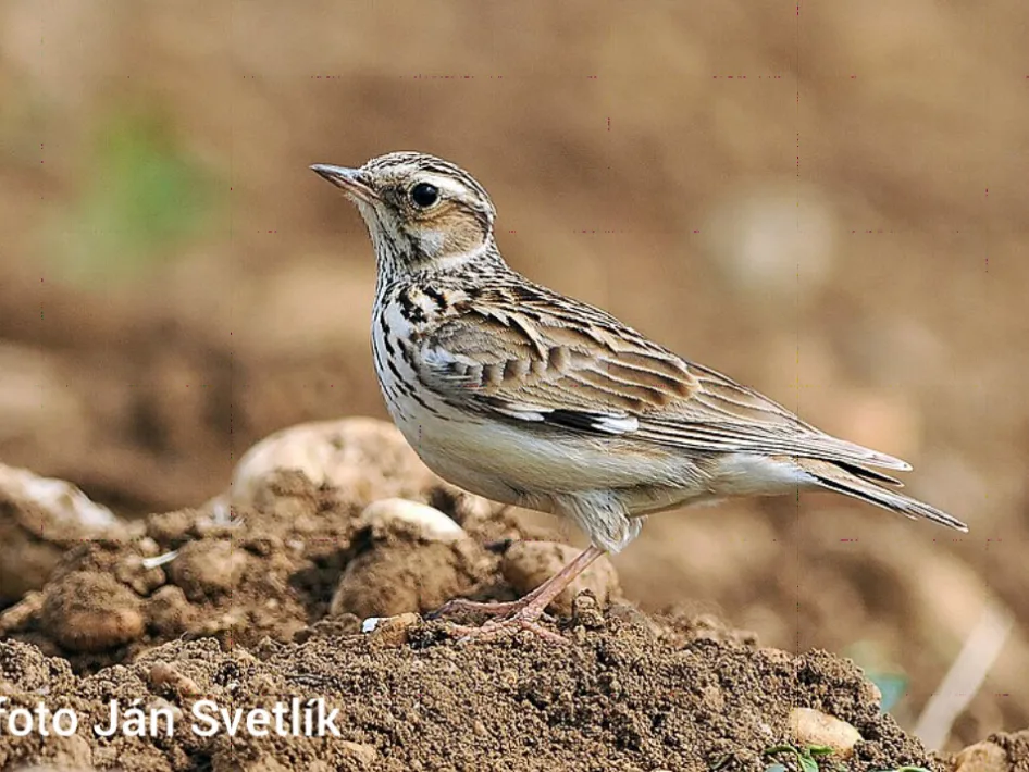Bruin gestreepte veldleeuwerik vogel staat op een zandige bodem met kleine steentjes tijdens een vogelwandeling.