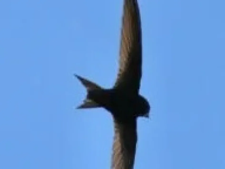 Vogel in vlucht tegen een blauwe lucht, vastgelegd tijdens een vogelwandeling in het Leudal.