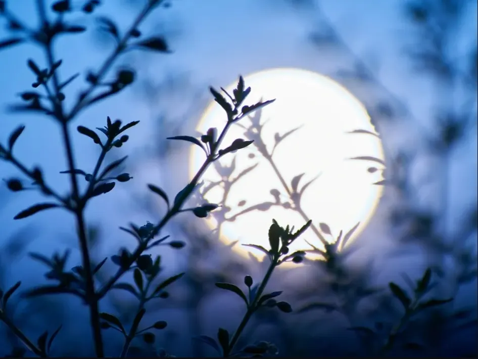 Takken en bladeren in silhouet voor een heldere volle maan in de avondlucht tijdens de Vollemaanwandeling in het Leudal.