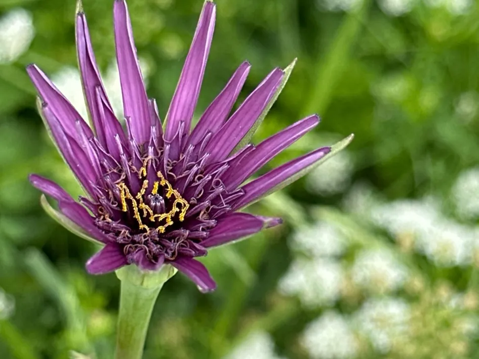 Paarse bloem in close-up, met scherpe details en groene achtergrond op de achtergrond vaag zichtbaar