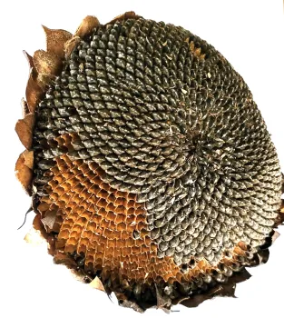 Lezing ‘Geometrie in de natuur’, Fibonacci