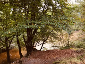 Driestromenwandeling door het Leudal