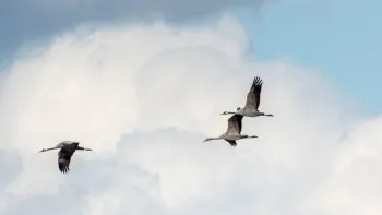 Trekvogels in Nationaal Park De Groote Peel