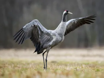 Beleef de Vogeltrek in De Groote Peel