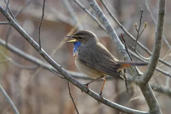Vogelexcursie in De Groote Peel