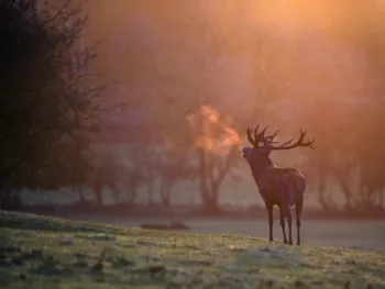 Rutting Deer Excursions