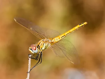 Insectenwandeling Paardekop Ysselsteyn