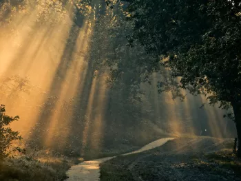VVV Zomeravondwandeling in NP De Meinweg