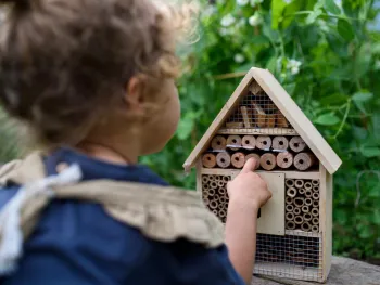 Bouw een insectenhuis voor het Cuypershuis