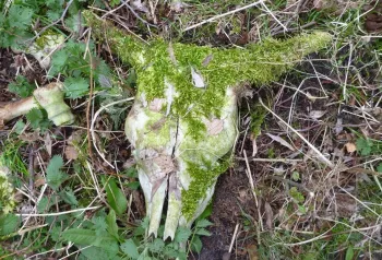 Lezing Dood doet leven bij NMC