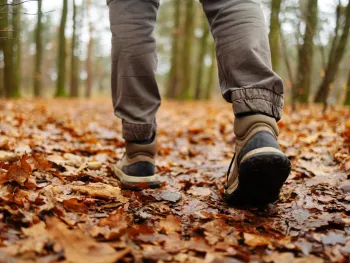 Heerlijke Herfstwandeling in Sint Odiliënberg