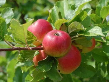 Lezing over een productieve fruitboom(gaard)