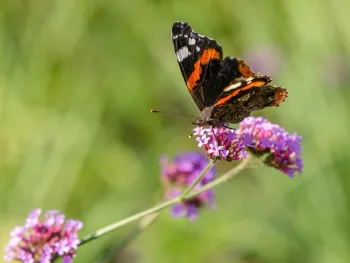 Vlinders in de Groote Peel