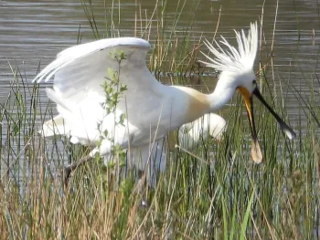 Vogelwandeling door Sarsven en De Banen