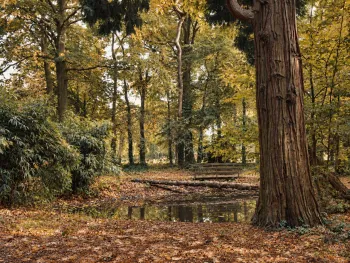 Herfstwandeling door een privébos in Baarlo