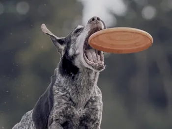 Hondenfrisbee Dogtivity Cup