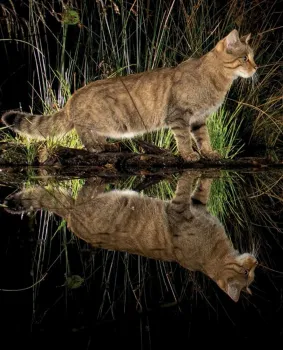 Lezing: Wilde katten & mensenbossen