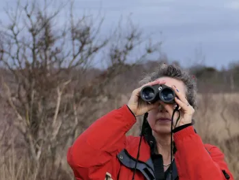 Uilenwandeling Weert: op zoek naar de bosuil