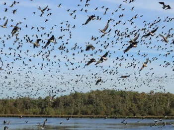 Nationale Vogelteldag Weert
